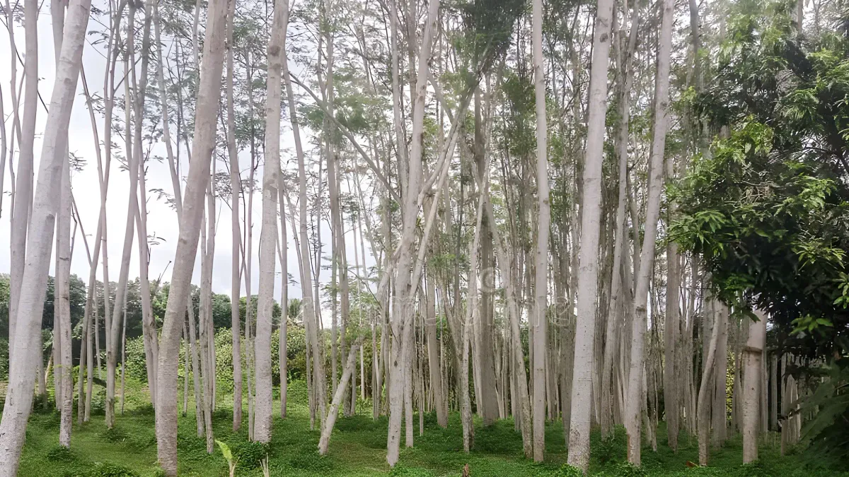 Kayu Sengon: Ringan, Cepat Tumbuh, dan Serbaguna
