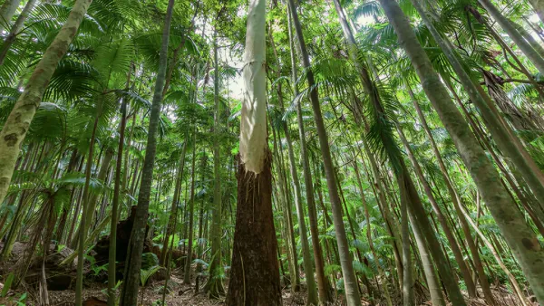 Kayu Eucalyptus Grandis: Kuat dan Serbaguna